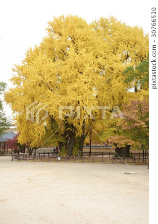 首爾Munmyo Ginko(自然紀念物第59號),首爾Munmyo,Sungkyunkwan(歷史遺址第143號),首爾鐘路區 首爾Munmyo Ginko(自然紀念物第59號),首爾Munmyo,Sungkyunkwan(歷史遺址第143號),首爾鐘路區 30766510