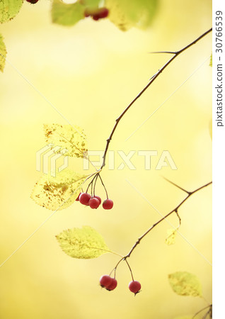 Flower apple Flower apple 30766539