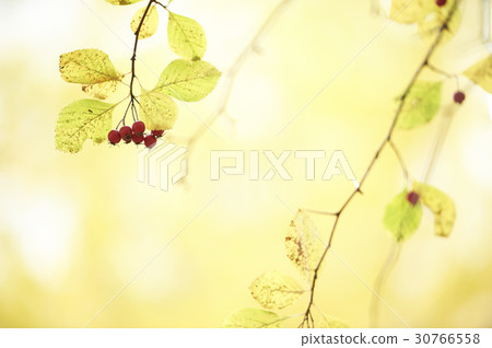 花蘋果 30766558
