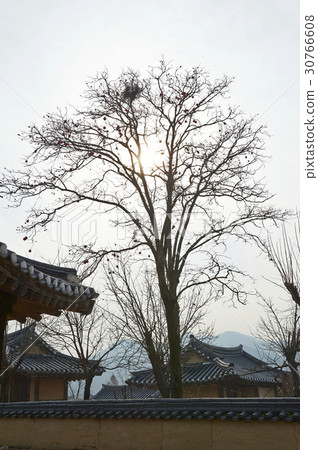 Persimmon, Hahoe Village, Andong City, Gyeongbuk Persimmon, Hahoe Village, Andong City, Gyeongbuk 30766608