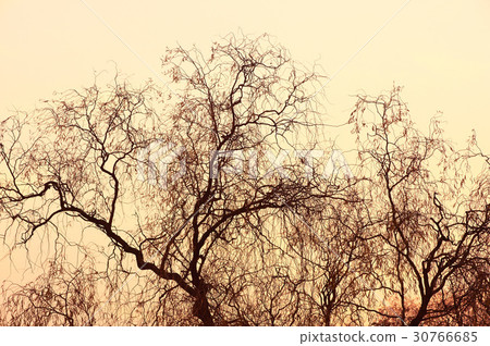 Gentle willow 30766685