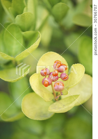 Timber tree Timber tree 30766707
