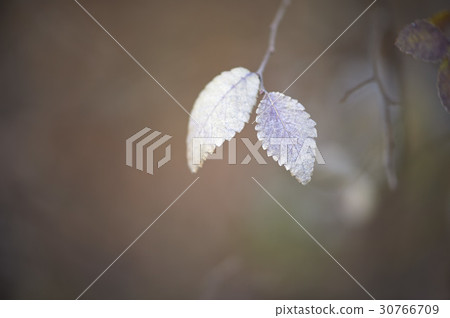 leaf 30766709