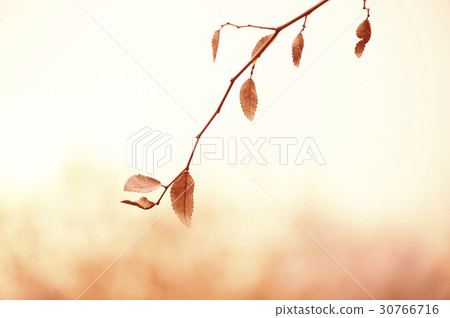 leaf leaf 30766716