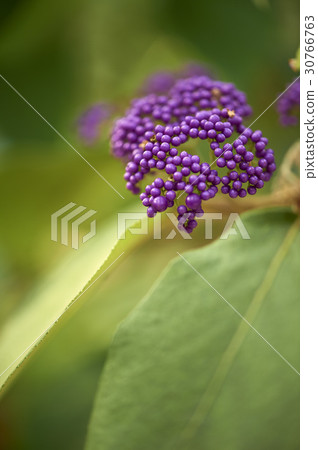 A little harpoon tree A little harpoon tree 30766763