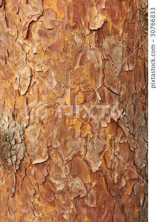 Pine tree 30766833