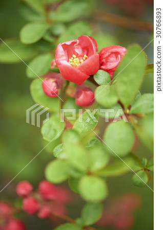 Flower of the saint 30766893