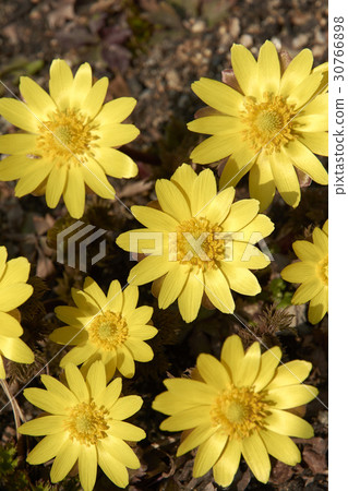 Plural seconds Plural seconds 30766898