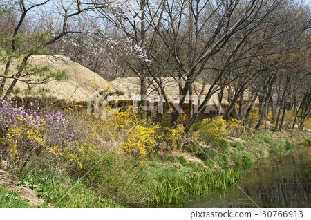 連翹,杜鵑花,龍仁市,龍仁市,京畿道 連翹,杜鵑花,龍仁市,龍仁市,京畿道 30766913