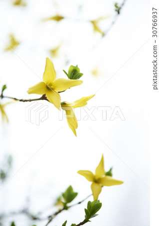 forsythia forsythia 30766937