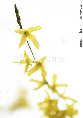 forsythia forsythia 30766938