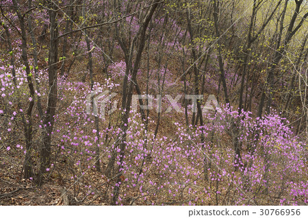 Azalea, Cheongyangsan, Yeonsu-gu, Incheon 30766956