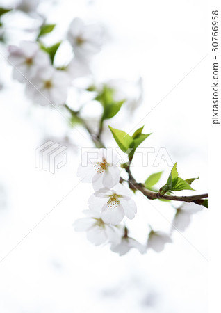 櫻桃樹 櫻桃樹 30766958