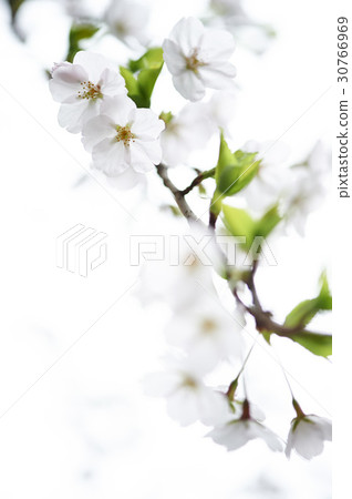 Cherry Blossom 30766969