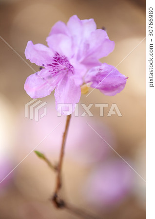 Azalea Azalea 30766980
