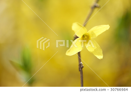 forsythia forsythia 30766984