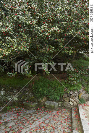 Camellia, Hwaeomsa Temple (Historic Site No. 505), Jirisan, Gurye-gun, Jeonnam 30766988