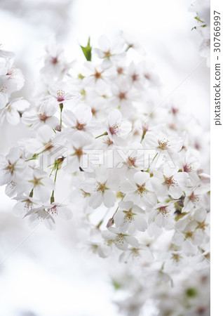 Cherry Blossom Cherry Blossom 30766997