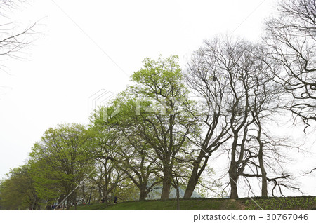 Zelkova, Damyang, Jeonnam 30767046