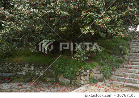 Camellia, Hwaeomsa Temple (Historic Site No. 505), Jirisan, Gurye-gun, Jeonnam 30767103