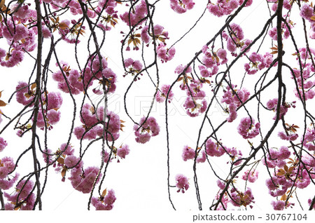 Double cherry tree 30767104