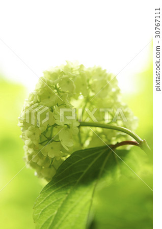 繡球 繡球 30767111