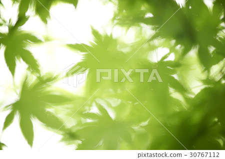 楓葉 30767112