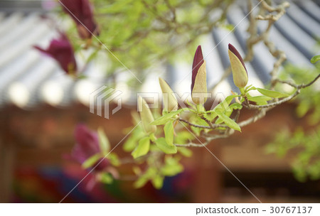 Slaughterhouse Slaughterhouse 30767137