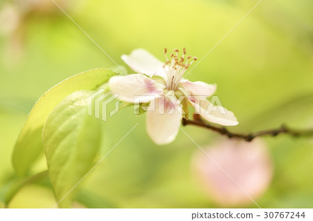 Mosquito flowers Mosquito flowers 30767244