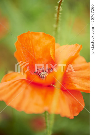 poppy poppy 30767260