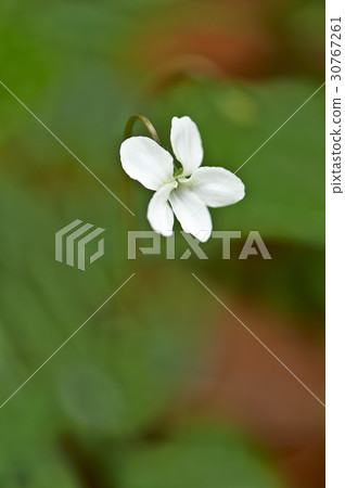 White violet White violet 30767261