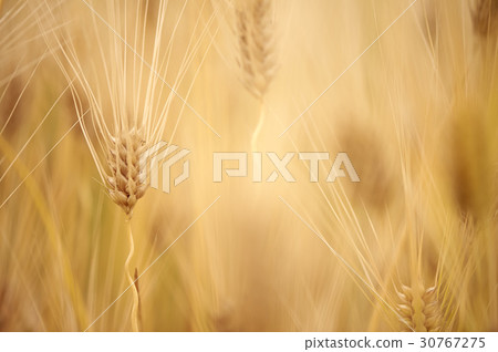 barley barley 30767275