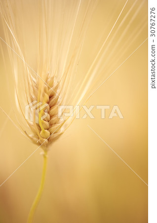 barley barley 30767276
