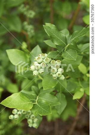 Blueberries 30767360