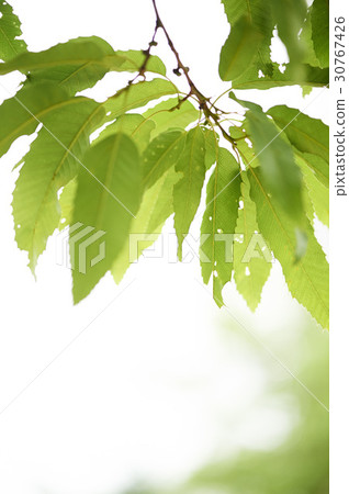 leaf 30767426