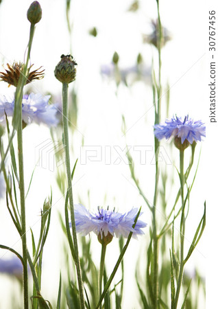 Cornflower 30767456