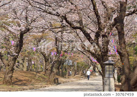 Oji child walk: Cherry blossom Asukayama park Oji child walk: Cherry blossom Asukayama park 30767459