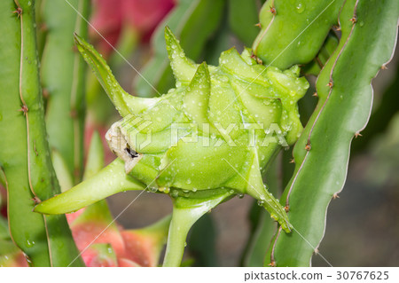 dragon Fruit on the tree after rain in garden dragon Fruit on the tree after rain in garden 30767625