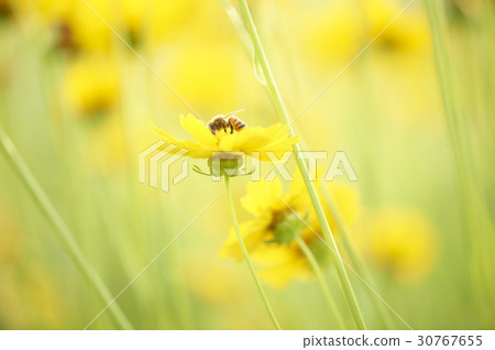 蜜蜂，geumgyeguk 30767655