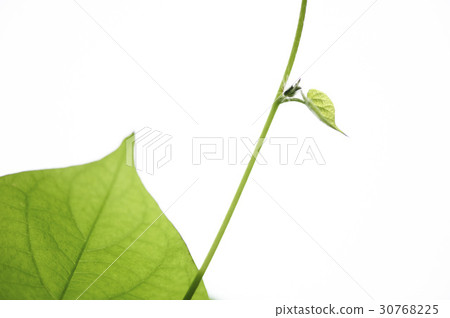 Vine, morning glory 30768225
