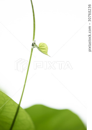 Vine, morning glory 30768236