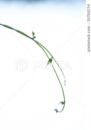 Vine, morning glory Vine, morning glory 30768254