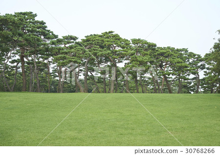 Pine Tree, Solmoe Castle, Dangjin City, Chungnam 30768266
