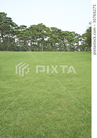 Pine Tree, Solmoe Castle, Dangjin City, Chungnam 30768273