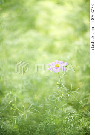Cosmos Cosmos 30768278