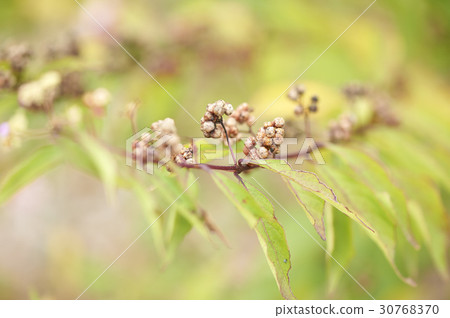 A little harpoon tree A little harpoon tree 30768370