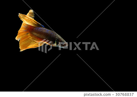 siamese fighting fish isolated on black background siamese fighting fish isolated on black background 30768837