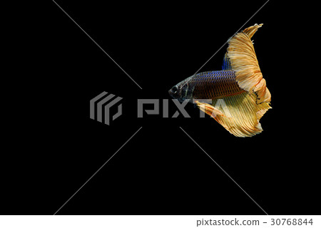 siamese fighting fish isolated on black background siamese fighting fish isolated on black background 30768844