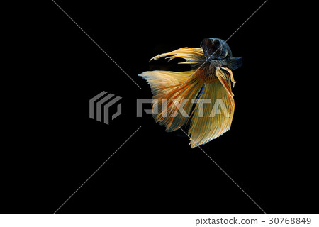 siamese fighting fish isolated on black background siamese fighting fish isolated on black background 30768849