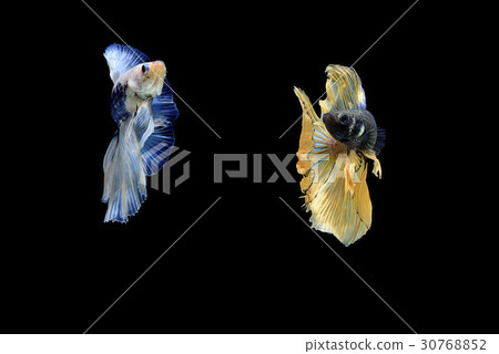 siamese fighting fish isolated on black background siamese fighting fish isolated on black background 30768852